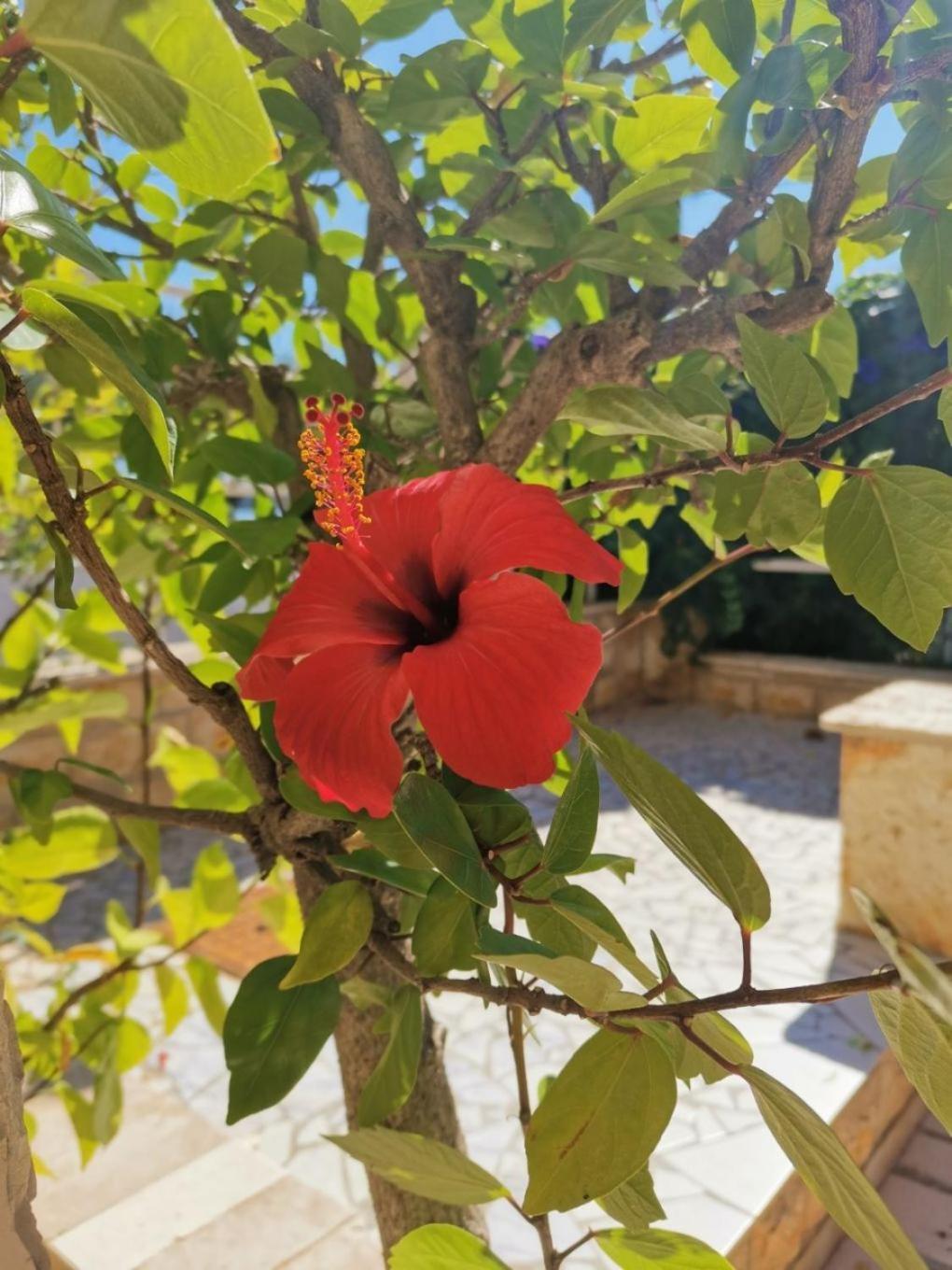 Vinišće Apartments Srdan מראה חיצוני תמונה